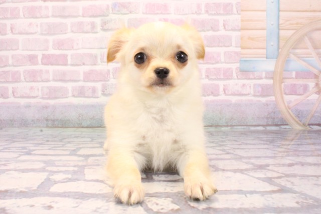 大阪府のチワマル/マルチワ(チワワ×マルチーズ) (Coo&RIKU和泉店/2025年8月8日生まれ/女の子/クリーム)の子犬