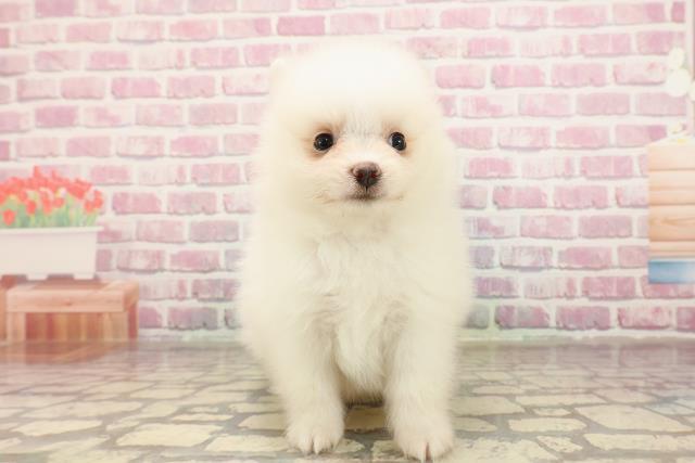 長野県のポメラニアン (Coo&RIKUコメリパワー長野東部店/2025年5月4日生まれ/女の子/クリーム)の子犬