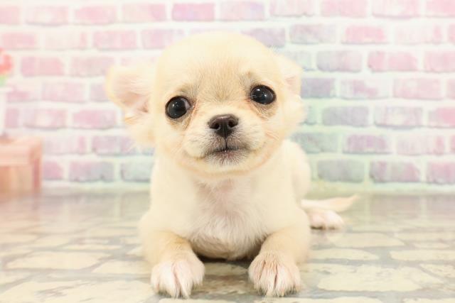 チワワ(ロングコート)