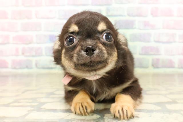 チワワ(ロングコート)