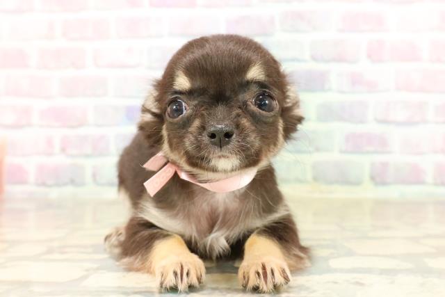 東京都のチワワ(ロング) (Coo&RIKU下北沢店/2025年8月30日生まれ/女の子/ブラックタンホワイト)の子犬の1枚目の画像