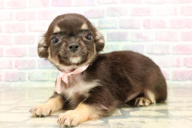 東京都のチワワ(ロング) (Coo&RIKU下北沢店/2025年8月30日生まれ/女の子/ブラックタンホワイト)の子犬の2枚目の画像