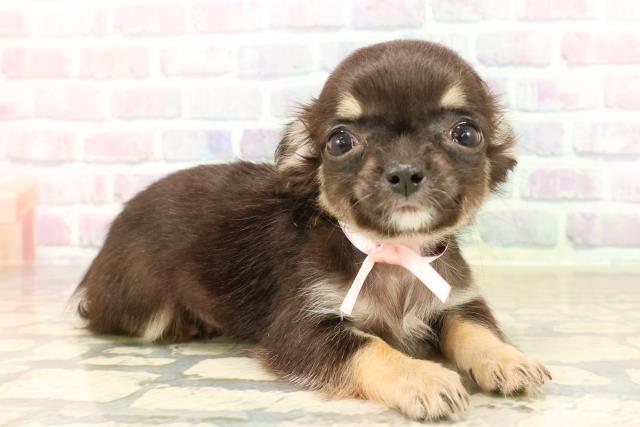 東京都のチワワ(ロング) (Coo&RIKU下北沢店/2025年8月30日生まれ/女の子/ブラックタンホワイト)の子犬の3枚目の画像