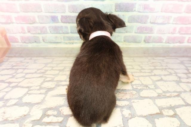 東京都のチワワ(ロング) (Coo&RIKU下北沢店/2025年8月30日生まれ/女の子/ブラックタンホワイト)の子犬の4枚目の画像