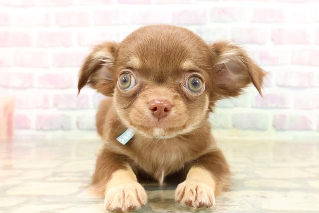 東京都のチワワ(ロング) (Coo&RIKU中野サンモール店/2025年8月30日生まれ/男の子/チョコレートタン)の子犬