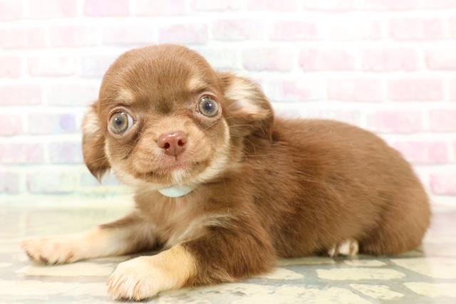 東京都のチワワ(ロング) (Coo&RIKU中野サンモール店/2025年8月30日生まれ/男の子/チョコレートタン)の子犬の2枚目の画像