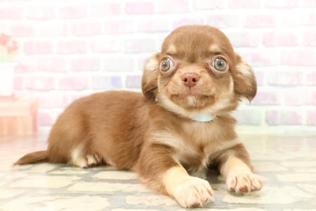 東京都のチワワ(ロング) (Coo&RIKU中野サンモール店/2025年8月30日生まれ/男の子/チョコレートタン)の子犬の3枚目の画像