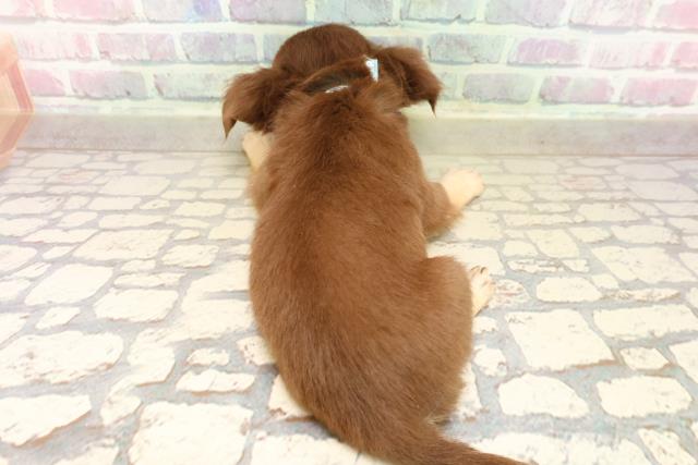 東京都のチワワ(ロング) (Coo&RIKU中野サンモール店/2025年8月30日生まれ/男の子/チョコレートタン)の子犬の4枚目の画像