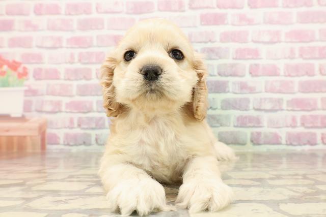 沖縄県のアメリカンコッカースパニエル (Coo&RIKUイーアス沖縄豊崎店/2025年6月10日生まれ/女の子/バフ)の子犬の1枚目の画像