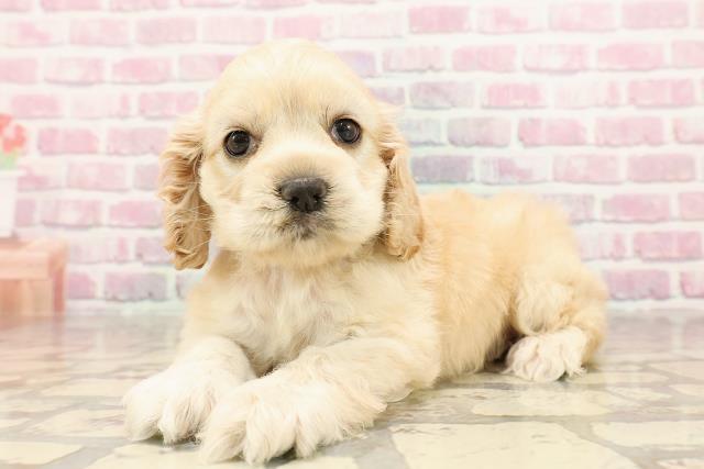 沖縄県のアメリカンコッカースパニエル (Coo&RIKUイーアス沖縄豊崎店/2025年6月10日生まれ/女の子/バフ)の子犬の2枚目の画像