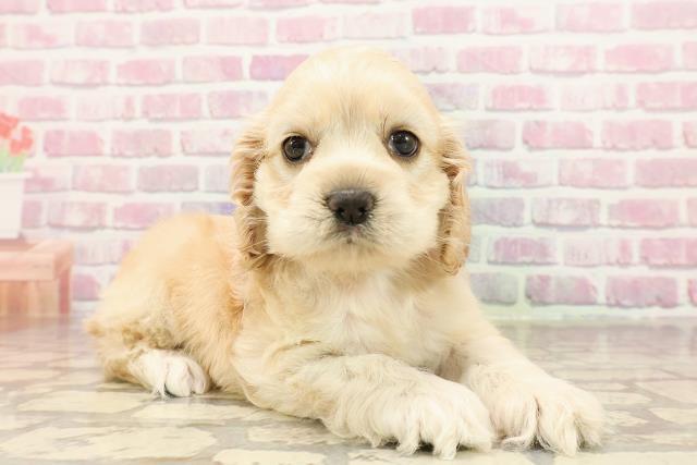 沖縄県のアメリカンコッカースパニエル (Coo&RIKUイーアス沖縄豊崎店/2025年6月10日生まれ/女の子/バフ)の子犬の3枚目の画像