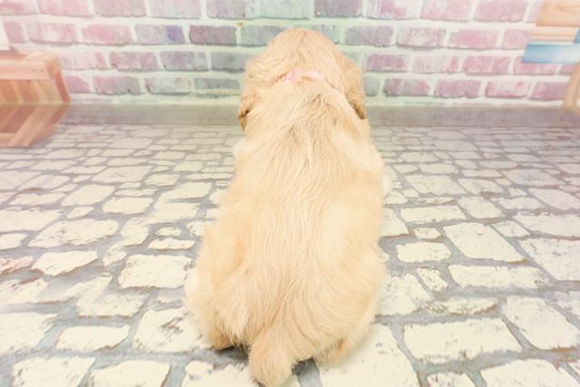 沖縄県のアメリカンコッカースパニエル (Coo&RIKUイーアス沖縄豊崎店/2025年6月10日生まれ/女の子/バフ)の子犬の4枚目の画像