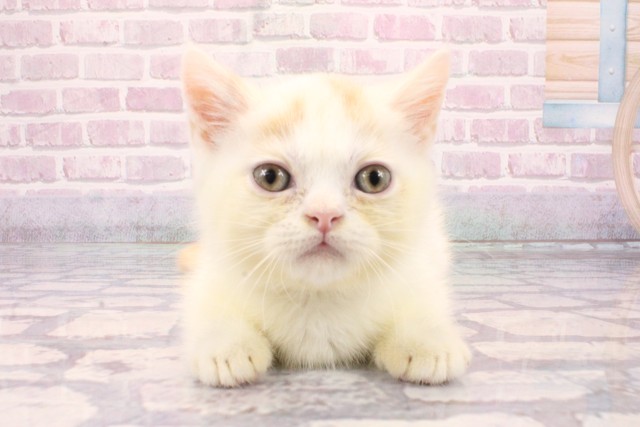 兵庫県のミヌエット (Coo&RIKU神戸三宮店/2025年8月23日生まれ/男の子/クリームホワイト)の子猫の1枚目の画像