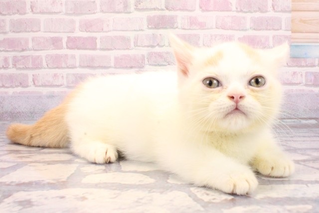 兵庫県のミヌエット (Coo&RIKU神戸三宮店/2025年8月23日生まれ/男の子/クリームホワイト)の子猫の2枚目の画像