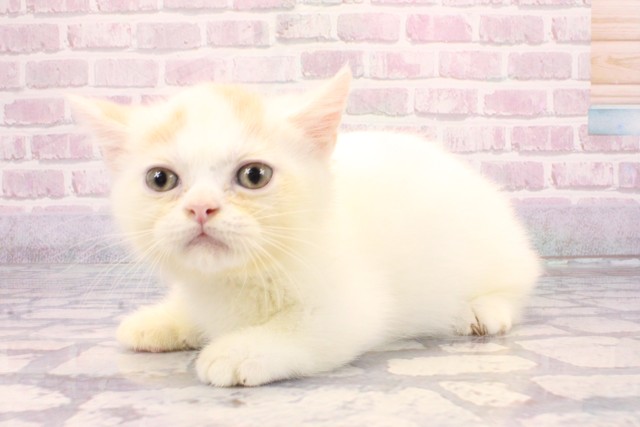 兵庫県のミヌエット (Coo&RIKU神戸三宮店/2025年8月23日生まれ/男の子/クリームホワイト)の子猫の3枚目の画像