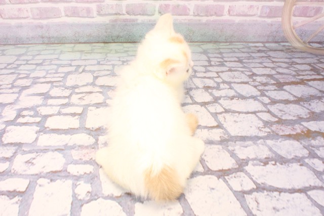 兵庫県のミヌエット (Coo&RIKU神戸三宮店/2025年8月23日生まれ/男の子/クリームホワイト)の子猫の4枚目の画像