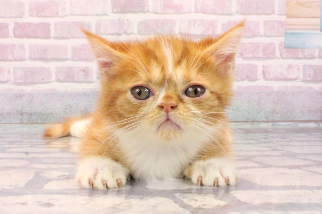 滋賀県のミヌエット (Coo&RIKU長浜店/2025年8月22日生まれ/男の子/レッドホワイト)の子猫の1枚目の画像