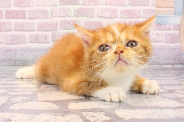 滋賀県のミヌエット (Coo&RIKU長浜店/2025年8月22日生まれ/男の子/レッドホワイト)の子猫の2枚目の画像