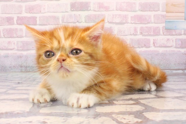 滋賀県のミヌエット (Coo&RIKU長浜店/2025年8月22日生まれ/男の子/レッドホワイト)の子猫の3枚目の画像