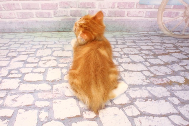 滋賀県のミヌエット (Coo&RIKU長浜店/2025年8月22日生まれ/男の子/レッドホワイト)の子猫の4枚目の画像