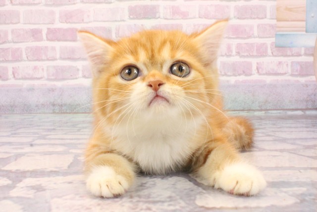 兵庫県のミヌエット (Coo&RIKU神戸東灘店/2025年8月22日生まれ/女の子/レッドホワイト)の子猫の1枚目の画像