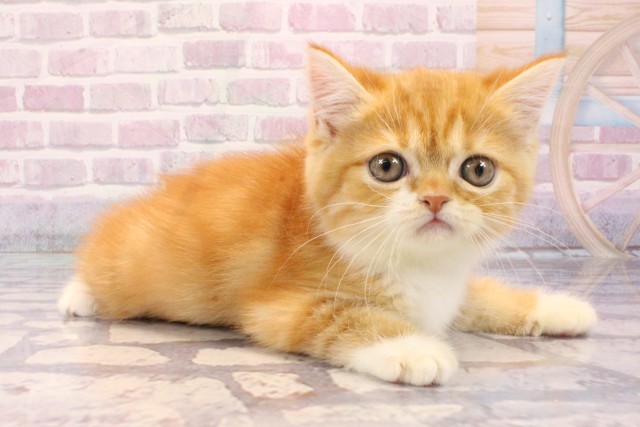 兵庫県のミヌエット (Coo&RIKU神戸東灘店/2025年8月22日生まれ/女の子/レッドホワイト)の子猫の2枚目の画像