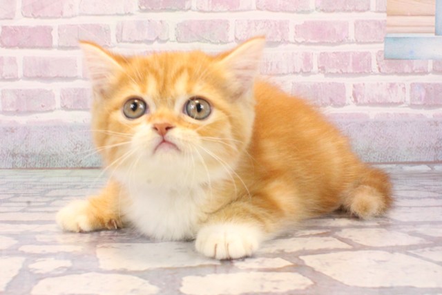 兵庫県のミヌエット (Coo&RIKU神戸東灘店/2025年8月22日生まれ/女の子/レッドホワイト)の子猫の3枚目の画像