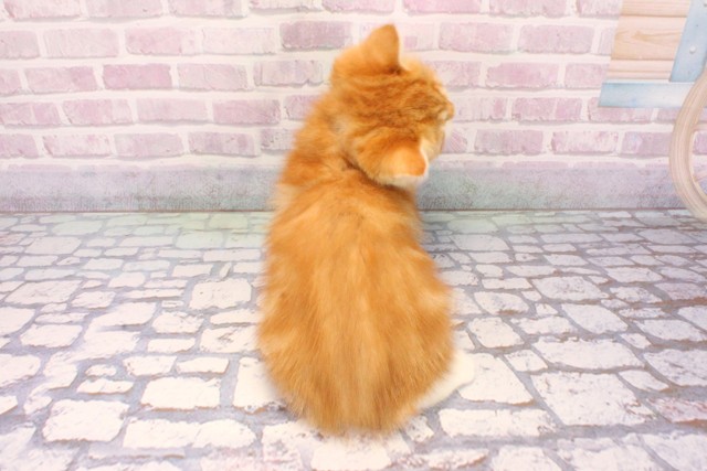 兵庫県のミヌエット (Coo&RIKU神戸東灘店/2025年8月22日生まれ/女の子/レッドホワイト)の子猫の4枚目の画像