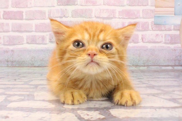 大阪府のミヌエット (Coo&RIKU和泉店/2025年8月22日生まれ/女の子/レッドタビー)の子猫