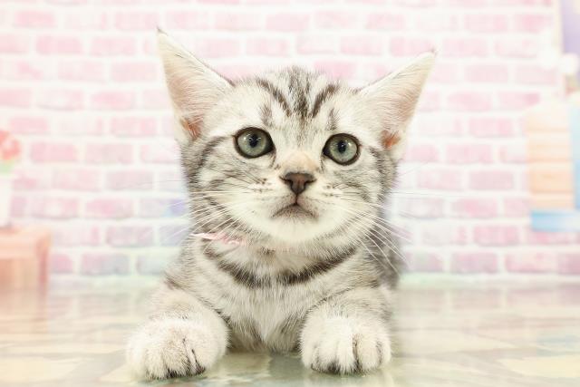 長野県のアメリカンショートヘアー (Coo&RIKUコメリパワー長野東部店/2025年8月30日生まれ/女の子/シルバータビー)の子猫の1枚目の画像