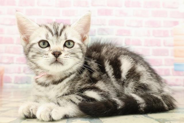 長野県のアメリカンショートヘアー (Coo&RIKUコメリパワー長野東部店/2025年8月30日生まれ/女の子/シルバータビー)の子猫の2枚目の画像