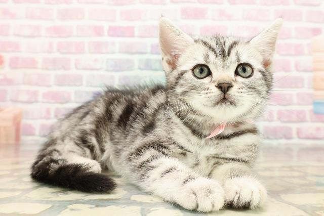 長野県のアメリカンショートヘアー (Coo&RIKUコメリパワー長野東部店/2025年8月30日生まれ/女の子/シルバータビー)の子猫の3枚目の画像