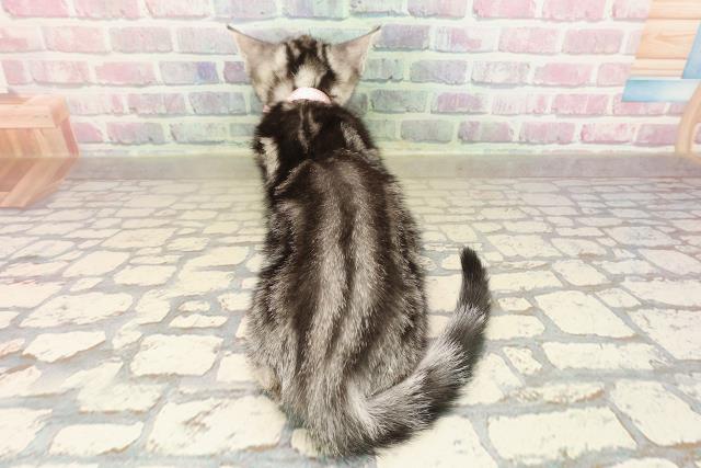 長野県のアメリカンショートヘアー (Coo&RIKUコメリパワー長野東部店/2025年8月30日生まれ/女の子/シルバータビー)の子猫の4枚目の画像