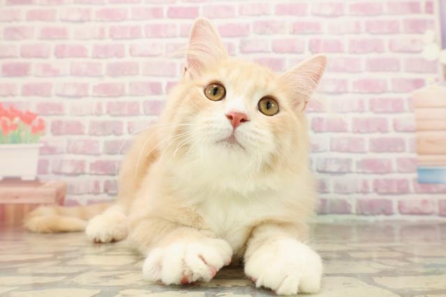 長野県のサイベリアン (Coo&RIKU綿半中野店/2025年6月11日生まれ/男の子/クリームタビーホワイト)の子猫の1枚目の画像