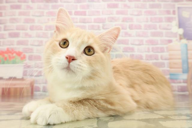 長野県のサイベリアン (Coo&RIKU綿半中野店/2025年6月11日生まれ/男の子/クリームタビーホワイト)の子猫の2枚目の画像