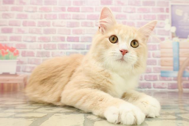 長野県のサイベリアン (Coo&RIKU綿半中野店/2025年6月11日生まれ/男の子/クリームタビーホワイト)の子猫の3枚目の画像