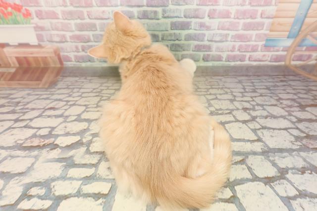 長野県のサイベリアン (Coo&RIKU綿半中野店/2025年6月11日生まれ/男の子/クリームタビーホワイト)の子猫の4枚目の画像