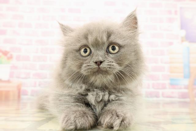 東京都のミヌエット (Coo&RIKU武蔵小山店/2025年8月28日生まれ/男の子/ブルー)の子猫の1枚目の画像