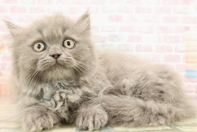 東京都のミヌエット (Coo&RIKU武蔵小山店/2025年8月28日生まれ/男の子/ブルー)の子猫の2枚目の画像