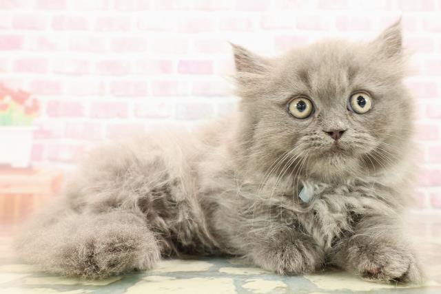 東京都のミヌエット (Coo&RIKU武蔵小山店/2025年8月28日生まれ/男の子/ブルー)の子猫の3枚目の画像