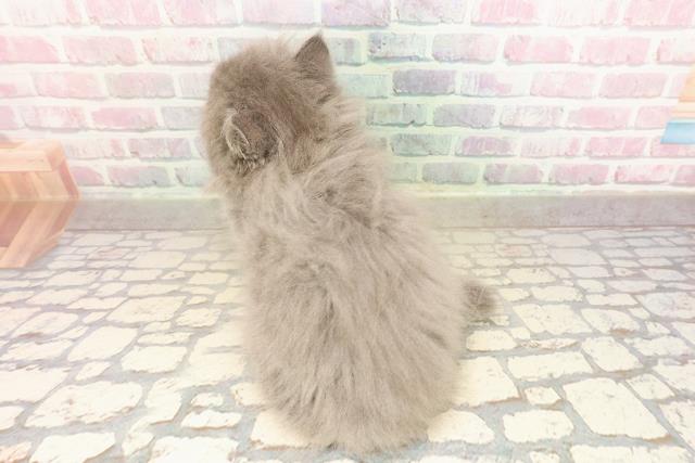 東京都のミヌエット (Coo&RIKU武蔵小山店/2025年8月28日生まれ/男の子/ブルー)の子猫の4枚目の画像