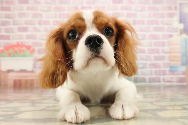 北海道のキャバリアキングチャールズスパニエル (Coo&RIKU札幌東店/2025年6月13日生まれ/女の子/ブレンハイム)の子犬の1枚目の画像