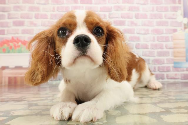 北海道のキャバリアキングチャールズスパニエル (Coo&RIKU札幌東店/2025年6月13日生まれ/女の子/ブレンハイム)の子犬の2枚目の画像