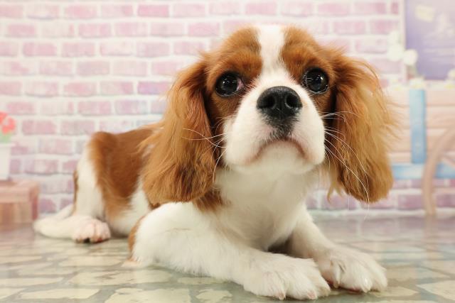 北海道のキャバリアキングチャールズスパニエル (Coo&RIKU札幌東店/2025年6月13日生まれ/女の子/ブレンハイム)の子犬の3枚目の画像