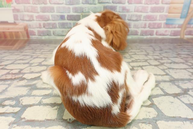 北海道のキャバリアキングチャールズスパニエル (Coo&RIKU札幌東店/2025年6月13日生まれ/女の子/ブレンハイム)の子犬の4枚目の画像