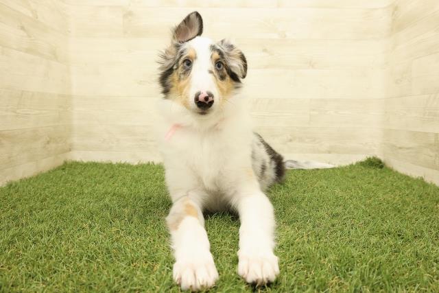 北海道のシェットランドシープドッグ (Coo&RIKU岩見沢店/2025年7月15日生まれ/女の子/ブルーマール)の子犬の1枚目の画像