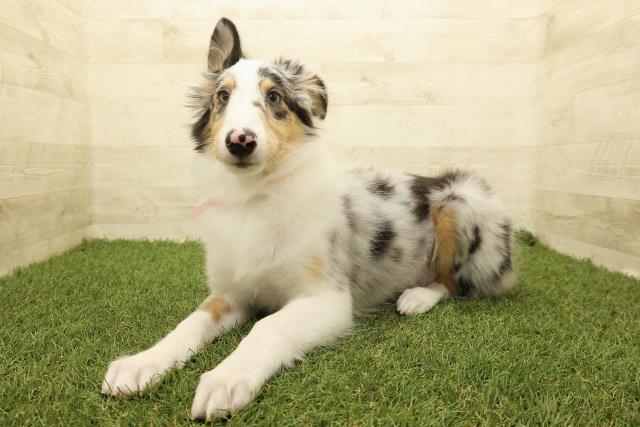 北海道のシェットランドシープドッグ (Coo&RIKU岩見沢店/2025年7月15日生まれ/女の子/ブルーマール)の子犬の2枚目の画像