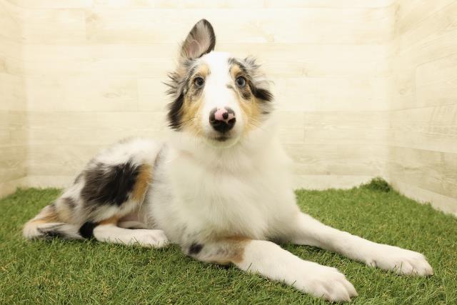 北海道のシェットランドシープドッグ (Coo&RIKU岩見沢店/2025年7月15日生まれ/女の子/ブルーマール)の子犬の3枚目の画像