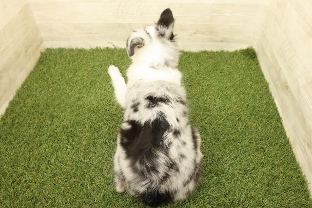 北海道のシェットランドシープドッグ (Coo&RIKU岩見沢店/2025年7月15日生まれ/女の子/ブルーマール)の子犬の4枚目の画像