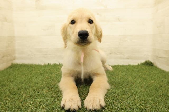 北海道のゴールデンレトリバー (Coo&RIKU札幌東店/2025年8月1日生まれ/女の子/ゴールド)の子犬の1枚目の画像